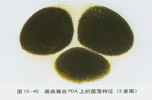 黑曲霉菌种（产蛋白酶）