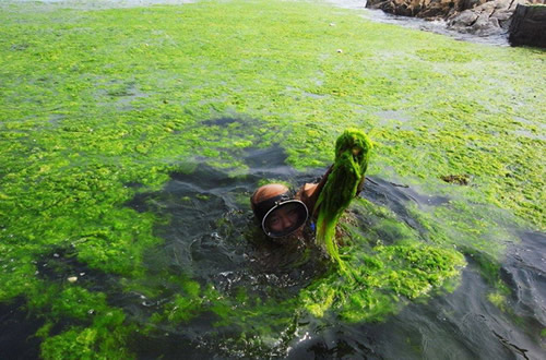 蓝藻、有益藻、有益菌之间的关系